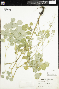 Thalictrum dioicum image