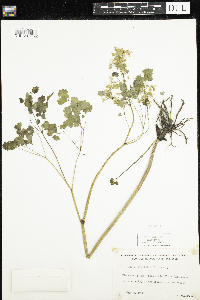 Thalictrum dioicum image