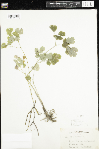 Thalictrum dioicum image