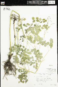 Thalictrum dioicum image