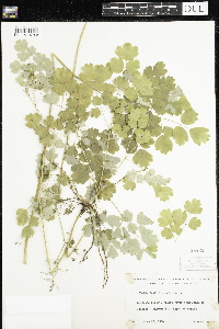Thalictrum dioicum image