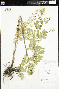 Thalictrum dasycarpum image