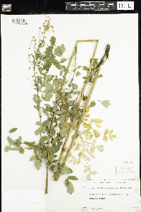 Thalictrum dasycarpum image