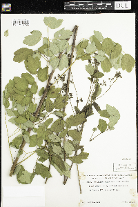 Thalictrum dasycarpum image