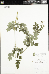 Thalictrum dasycarpum image