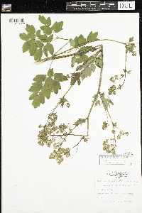 Thalictrum dasycarpum image
