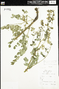 Thalictrum dasycarpum image