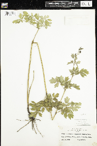 Thalictrum dasycarpum image