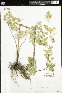 Thalictrum dasycarpum image