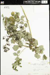 Thalictrum dasycarpum image