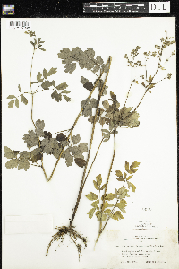 Thalictrum dasycarpum image