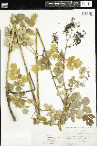 Thalictrum dasycarpum image
