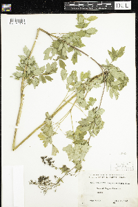 Thalictrum dasycarpum image