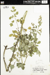 Thalictrum dasycarpum image