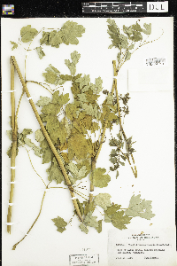 Thalictrum dasycarpum image
