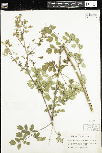 Thalictrum dasycarpum image