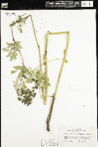 Thalictrum dasycarpum image