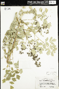Thalictrum dasycarpum image