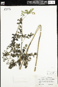 Thalictrum dasycarpum image