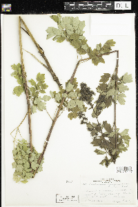 Thalictrum dasycarpum image