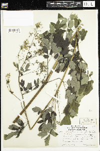 Thalictrum dasycarpum image