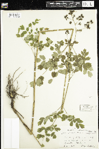 Thalictrum dasycarpum image