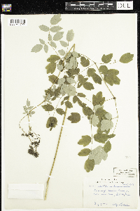 Thalictrum dasycarpum image