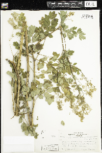 Thalictrum dasycarpum image