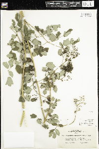 Thalictrum dasycarpum image