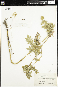 Thalictrum dasycarpum image
