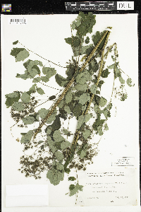 Thalictrum dasycarpum image