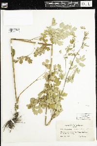 Thalictrum dasycarpum image