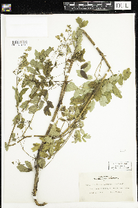 Thalictrum dasycarpum image