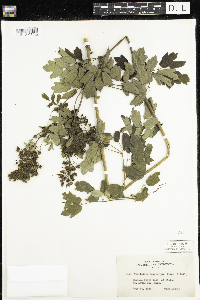 Thalictrum dasycarpum image