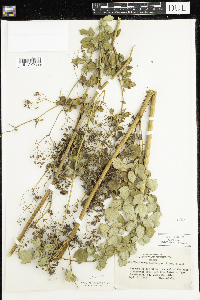 Thalictrum dasycarpum image