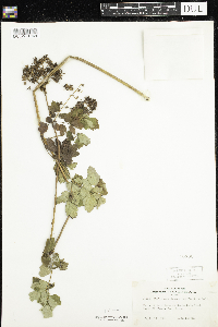 Thalictrum dasycarpum image