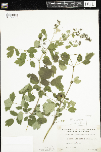 Thalictrum dasycarpum image