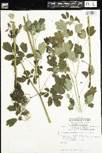 Thalictrum dasycarpum image