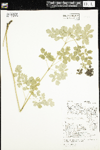 Thalictrum dasycarpum image
