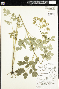 Thalictrum dasycarpum image