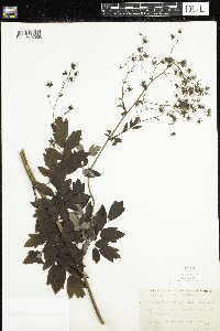 Thalictrum dasycarpum image