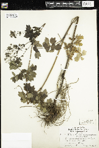 Thalictrum dasycarpum image