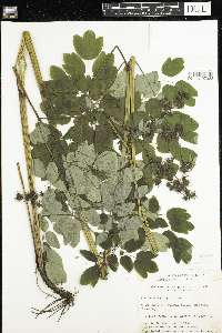 Thalictrum dasycarpum image