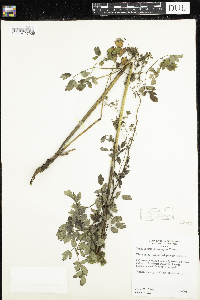 Thalictrum dasycarpum image