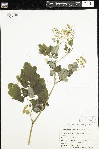 Media resource of Thalictrum dasycarpum