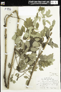 Thalictrum dasycarpum image