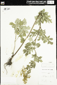 Thalictrum dasycarpum image