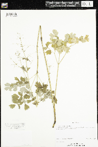Thalictrum dasycarpum image