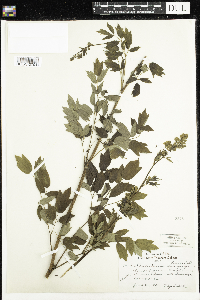 Thalictrum dasycarpum image