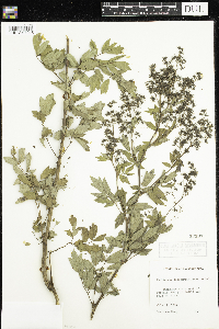 Thalictrum dasycarpum image